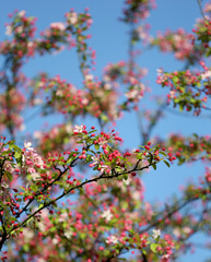 The cherry blossom in the bright blue sky
