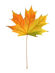 Autumn leaf isolated on white