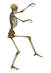 Human Skeleton