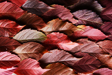 Bright background made of autumn leaves