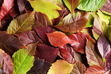 Bright background made of autumn leaves