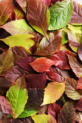 Bright background made of autumn leaves