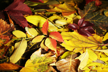 Beautiful autumn leaves