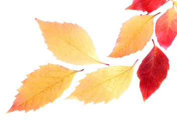 Leaves isolated on white