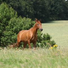 Naklejka na ściany i meble Amazing Budyonny horse running on meadow