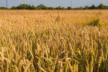 Gold wheat field