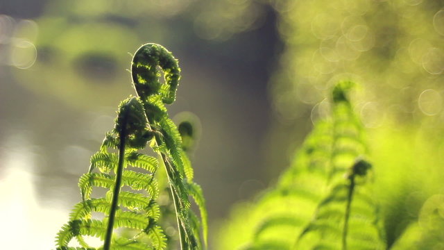 Young sprouts of fern