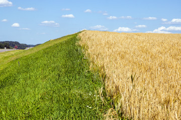 The field of natural ripe wheat