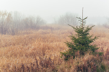Marsh and a spruce tree in the fog
