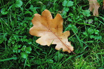 Oak leaf in autumn