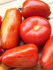 Fototapeta na wymiar tomates