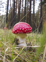 Amanita muscaria mushroom