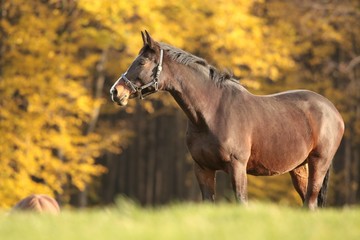 Naklejka premium Horse on the meadow in autumn scenery