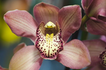 Fototapeta na wymiar orchid macro