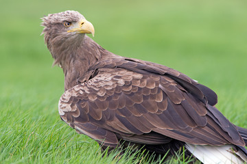 Fototapeta premium White Tailed Sea Eagle