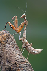 Dead Leaf Praying Mantis