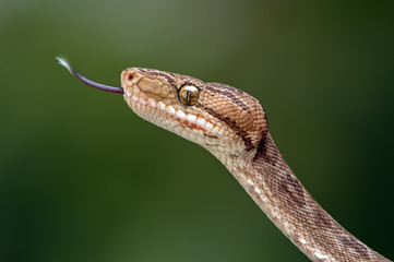 Amazon Tree Boa