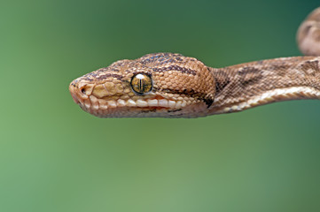 Amazon Tree Boa