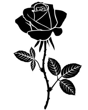 Rose flower silhouette