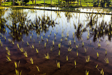 background of rice terrace with palms