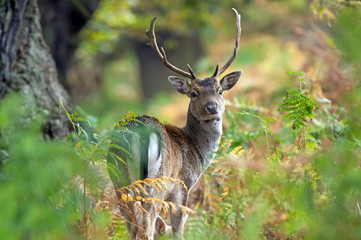 Fallow Deer