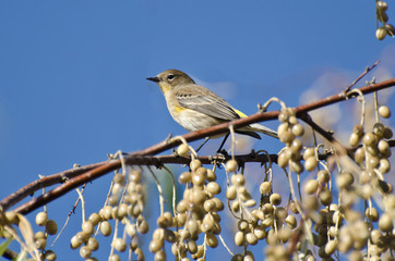 Yellow-Rumped Warbler and a Feast of Berries