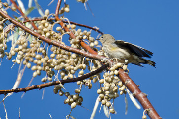 Yellow-Rumped Warbler and a Feast of Berries