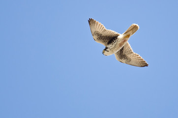 Prairie Falcon Hunting on the Wing