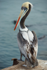 Peruvian Pelican