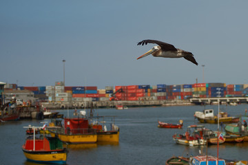 Fototapeta na wymiar Peruvian Pelican in Flight