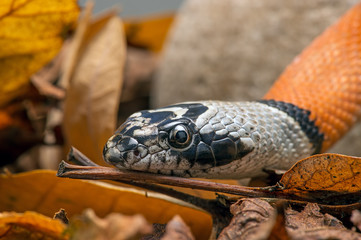 Mexican Banded King Snake