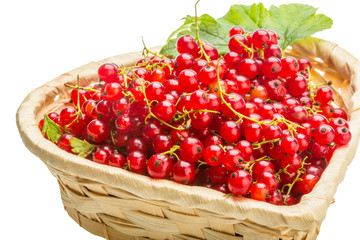 Red currant