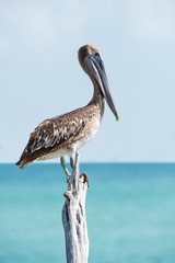 Pelican perched on a knotted wooden post at the edge of the sea