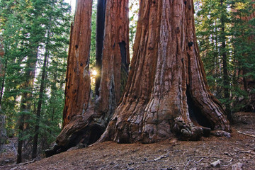 SUN RAYS BETWEEN SEQUOIAS