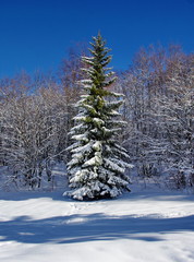 forêt sous la neige