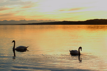 Silhouette couple swans floats on lake at sunset