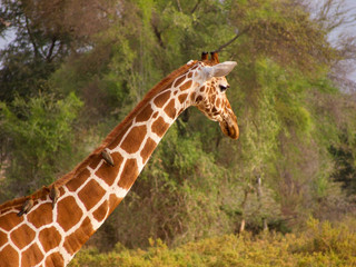 RETICULATED GIRAFFE WITH OXPEKER