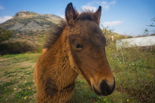 Skirian horses, Skiros, northern Sporades, Greece