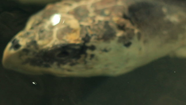 Close up of a tortoise