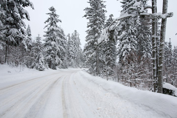 winter road in forest after snowfall