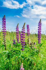 Purple flower Willow-herb (Ivan tea)  blue sky on a background