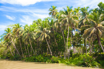 Obraz premium Tropical Loboc river, blue sky, Bohol Island, Philippines