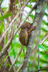 Small cute tarsier on the tree in natural environment at Bohol