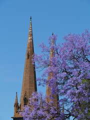 St Patricks cathedral and a jacaranda tree in Melbourne