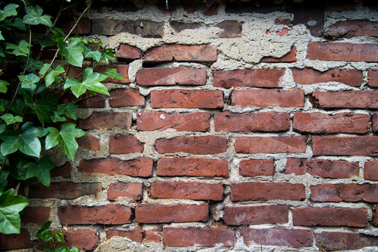 Alte Mauer *** Efeu-1