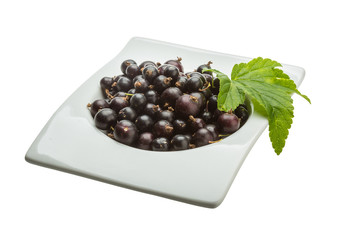 Black currant