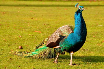 Obraz premium Male Peacock portrait