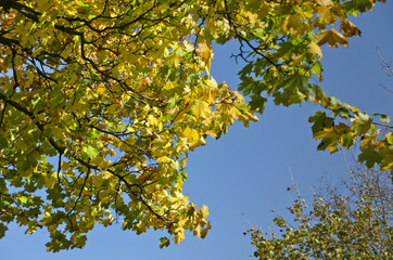 maple in autumn colors