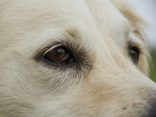 Golden retriever dog eyes