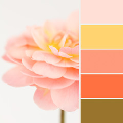 Soft peach rose and swatches